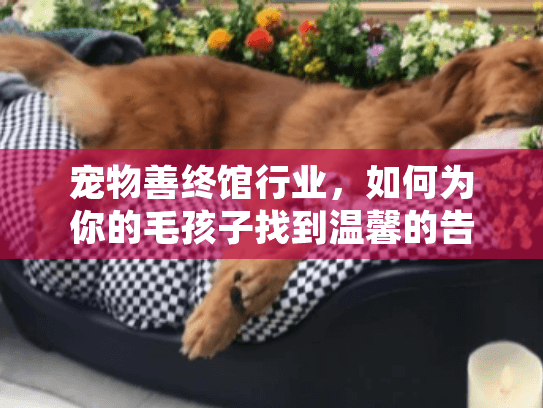 宠物善终馆行业，如何为你的毛孩子找到温馨的告别之所？