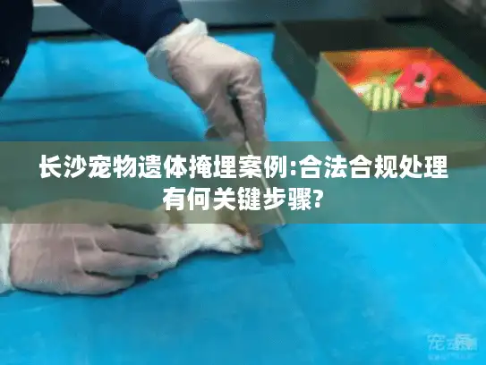 长沙宠物遗体掩埋案例:合法合规处理有何关键步骤?