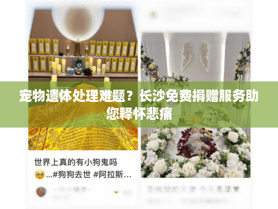 宠物遗体处理难题？长沙免费捐赠服务助您释怀悲痛