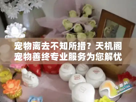 宠物离去不知所措?天机阁宠物善终专业服务为您解忧 宠物离去不知所措?天机阁宠物善终专业服务为您解忧