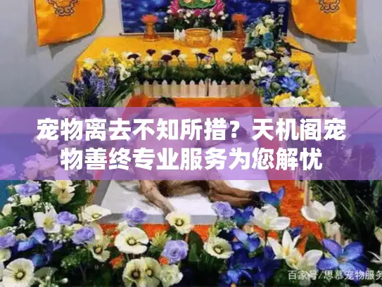 宠物离去不知所措?天机阁宠物善终专业服务为您解忧 宠物离去不知所措?天机阁宠物善终专业服务为您解忧