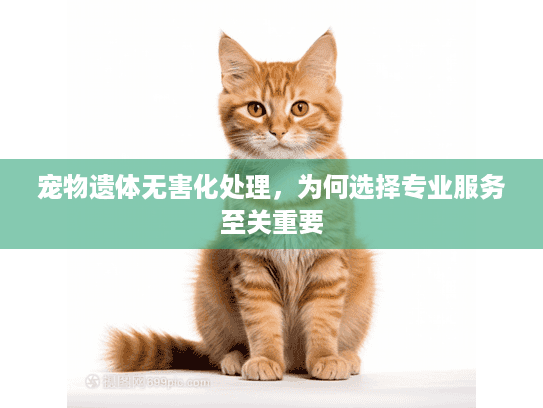 宠物遗体无害化处理，为何选择专业服务至关重要