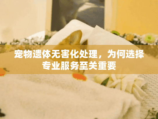 宠物遗体无害化处理，为何选择专业服务至关重要