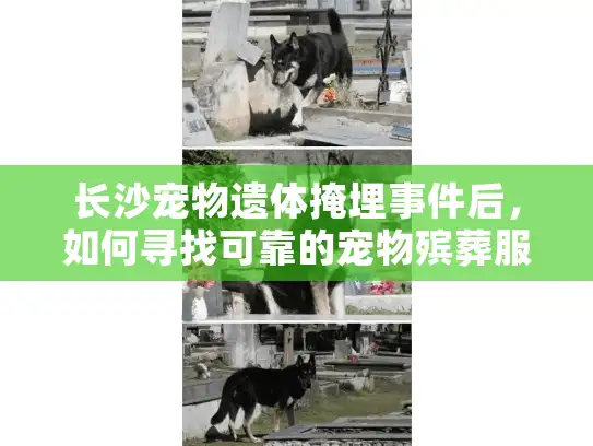 长沙宠物遗体掩埋事件后，如何寻找可靠的宠物殡葬服务？