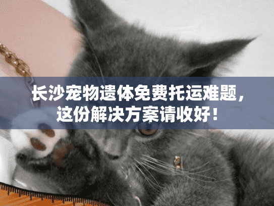 长沙宠物遗体免费托运难题，这份解决方案请收好！