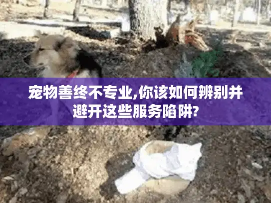 宠物善终不专业,你该如何辨别并避开这些服务陷阱? 宠物善终不专业,你该如何辨别并避开这些服务陷阱?