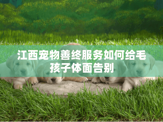 江西宠物善终服务如何给毛孩子体面告别