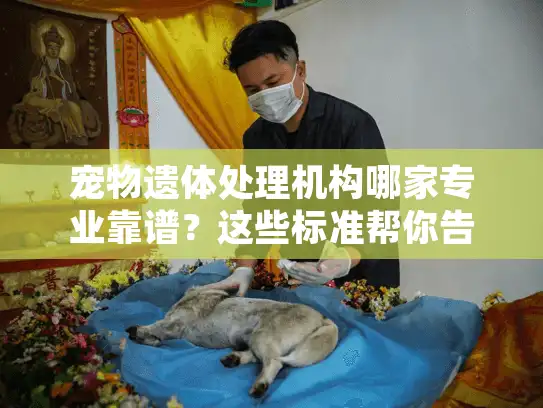 宠物遗体处理机构哪家专业靠谱?这些标准帮你告别选择困难 宠物遗体处理机构哪家专业靠谱?这些标准帮你告别选择困难