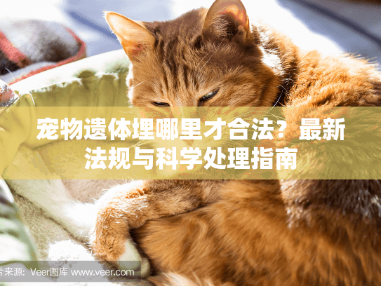 宠物遗体埋哪里才合法？最新法规与科学处理指南