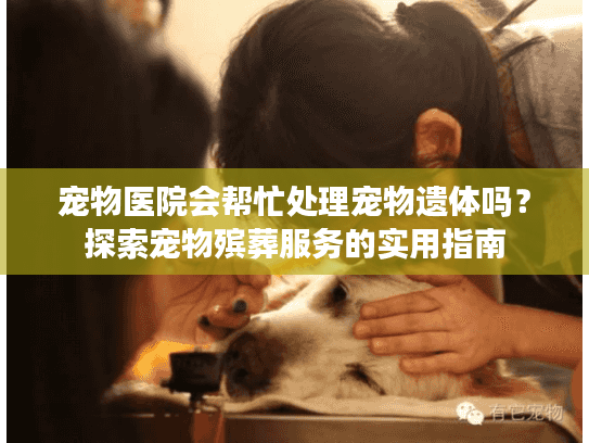 宠物医院会帮忙处理宠物遗体吗？探索宠物殡葬服务的实用指南