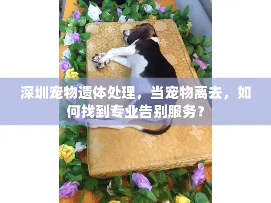 深圳宠物遗体处理，当宠物离去，如何找到专业告别服务？