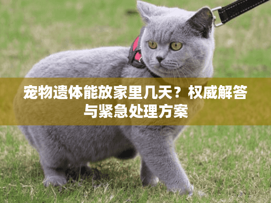 宠物遗体能放家里几天？权威解答与紧急处理方案