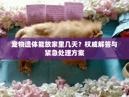 宠物遗体能放家里几天？权威解答与紧急处理方案