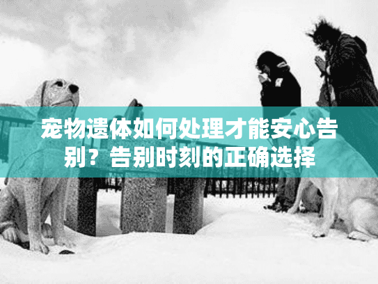 宠物遗体如何处理才能安心告别？告别时刻的正确选择