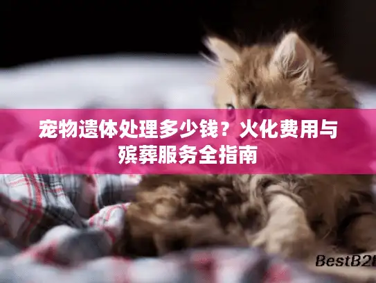 宠物遗体处理多少钱？火化费用与殡葬服务全指南