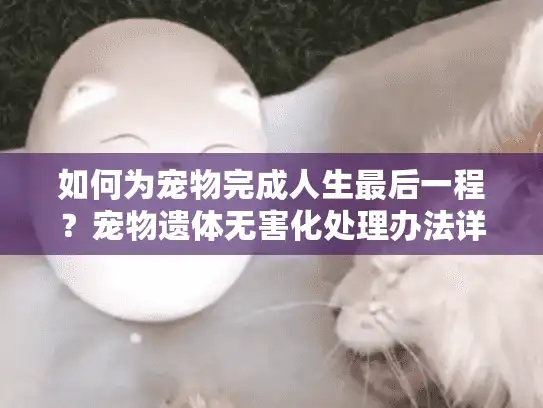 如何为宠物完成人生最后一程？宠物遗体无害化处理办法详解