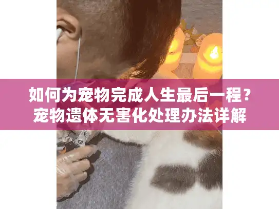 如何为宠物完成人生最后一程？宠物遗体无害化处理办法详解