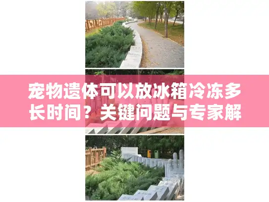 宠物遗体可以放冰箱冷冻多长时间？关键问题与专家解答