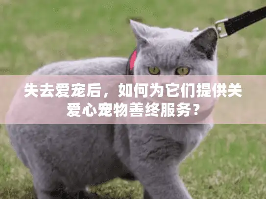 失去爱宠后,如何为它们提供关爱心宠物善终服务? 失去爱宠后,如何为它们提供关爱心宠物善终服务?