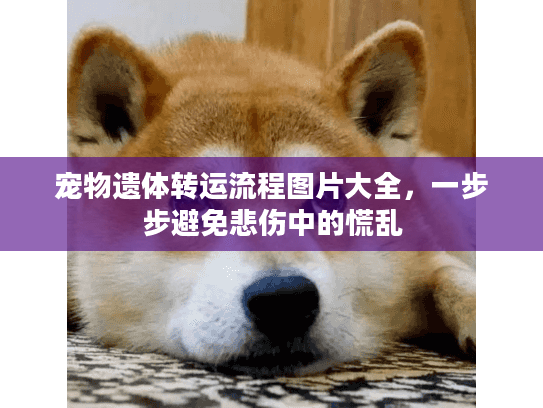 宠物遗体转运流程图片大全，一步步避免悲伤中的慌乱