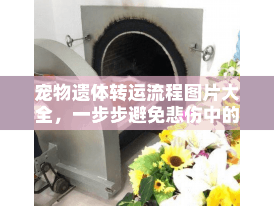 宠物遗体转运流程图片大全，一步步避免悲伤中的慌乱