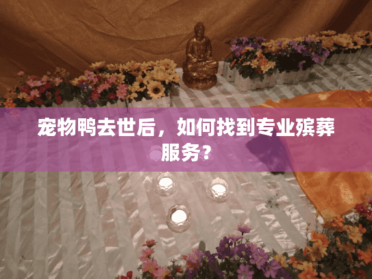 宠物鸭去世后，如何找到专业殡葬服务？