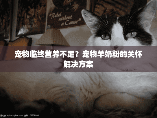 宠物临终营养不足?宠物羊奶粉的关怀解决方案 宠物临终营养不足?宠物羊奶粉的关怀解决方案