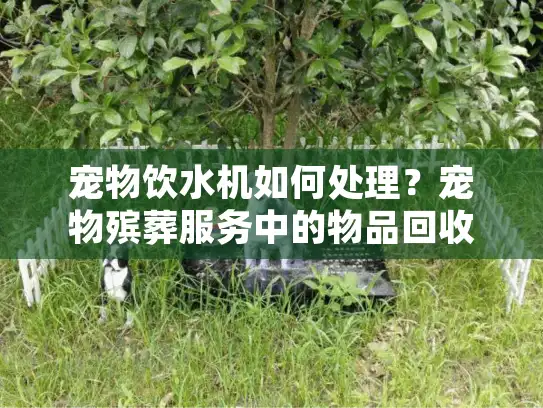 宠物饮水机如何处理？宠物殡葬服务中的物品回收指南