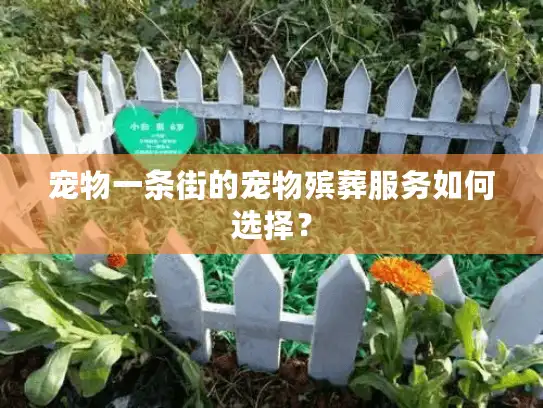 宠物一条街的宠物殡葬服务如何选择？