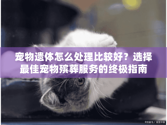 宠物遗体怎么处理比较好？选择最佳宠物殡葬服务的终极指南