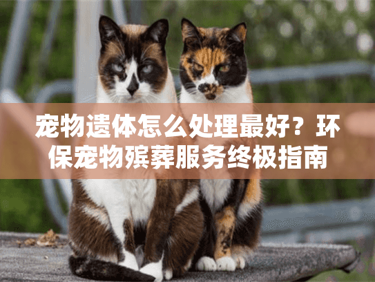 宠物遗体怎么处理最好？环保宠物殡葬服务终极指南