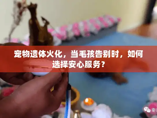 宠物遗体火化,当毛孩告别时,如何选择安心服务? 宠物遗体火化,当毛孩告别时,如何选择安心服务?