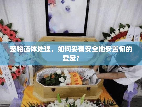 宠物遗体处理,如何妥善安全地安置你的爱宠? 宠物遗体处理,如何妥善安全地安置你的爱宠?