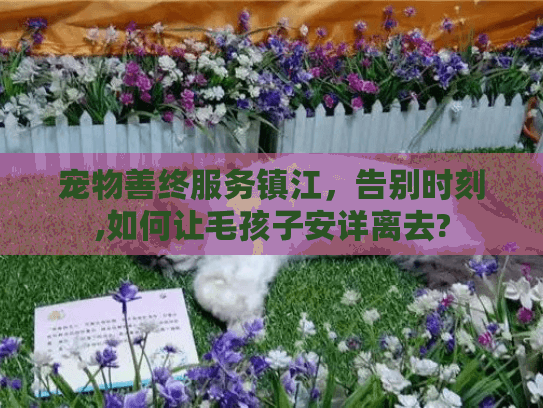 宠物善终服务镇江，告别时刻,如何让毛孩子安详离去?