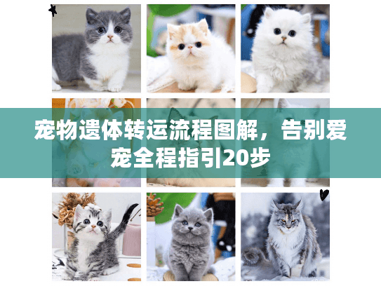 宠物遗体转运流程图解,告别爱宠全程指引20步 宠物遗体转运流程图解,告别爱宠全程指引20步