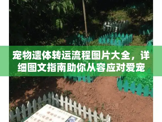 宠物遗体转运流程图片大全，详细图文指南助你从容应对爱宠身后事