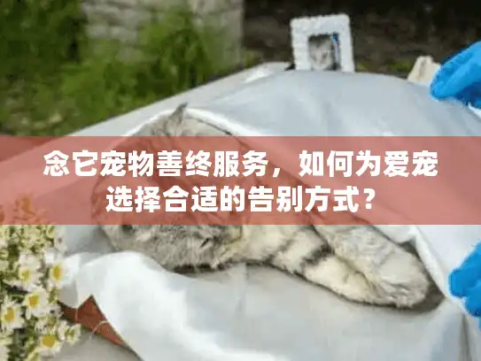 念它宠物善终服务,如何为爱宠选择合适的告别方式? 念它宠物善终服务,如何为爱宠选择合适的告别方式?
