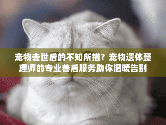 宠物去世后的不知所措?宠物遗体整理师的专业善后服务助你温暖告别 宠物去世后的不知所措?宠物遗体整理师的专业善后服务助你温暖告别