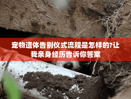 宠物遗体告别仪式流程是怎样的?让我亲身经历告诉你答案 宠物遗体告别仪式流程是怎样的?让我亲身经历告诉你答案