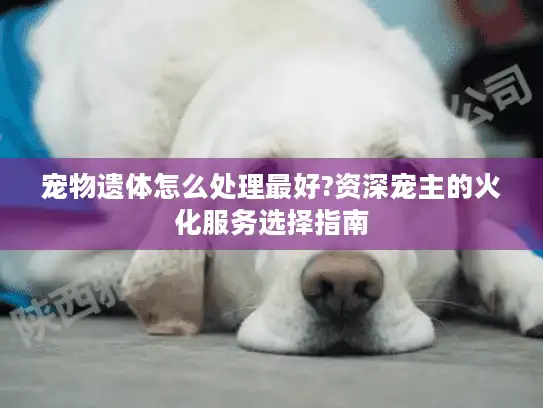 宠物遗体怎么处理最好?资深宠主的火化服务选择指南