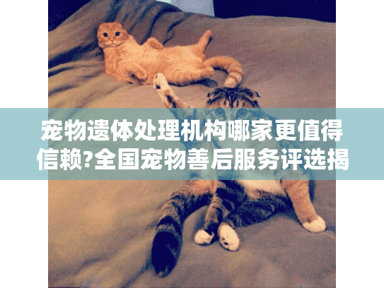 宠物遗体处理机构哪家更值得信赖?全国宠物善后服务评选揭晓 宠物遗体处理机构哪家更值得信赖?全国宠物善后服务评选揭晓