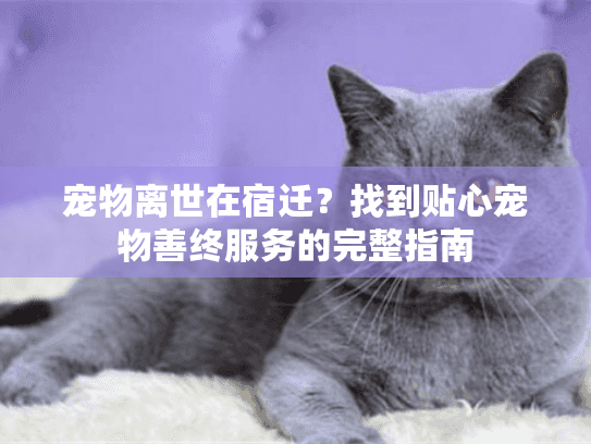 宠物离世在宿迁?找到贴心宠物善终服务的完整指南 宠物离世在宿迁?找到贴心宠物善终服务的完整指南