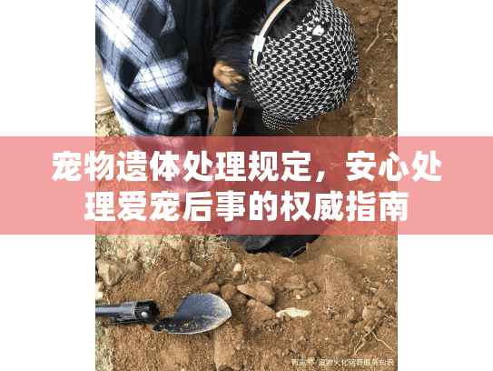 宠物遗体处理规定，安心处理爱宠后事的权威指南