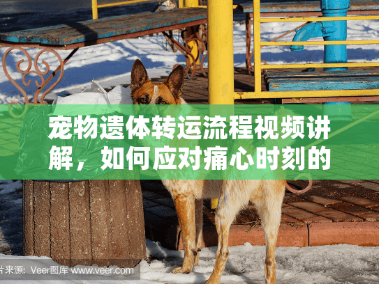 宠物遗体转运流程视频讲解，如何应对痛心时刻的宠物转运难题？