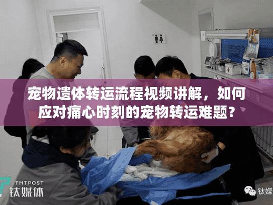 宠物遗体转运流程视频讲解，如何应对痛心时刻的宠物转运难题？