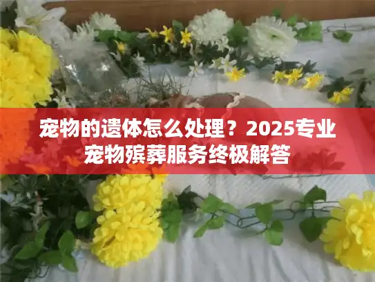 宠物的遗体怎么处理?2025专业宠物殡葬服务终极解答 宠物的遗体怎么处理?2025专业宠物殡葬服务终极解答