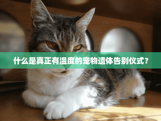 什么是真正有温度的宠物遗体告别仪式？