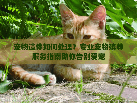 宠物遗体如何处理?专业宠物殡葬服务指南助你告别爱宠 宠物遗体如何处理?专业宠物殡葬服务指南助你告别爱宠