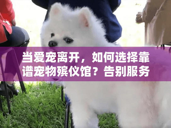 当爱宠离开，如何选择靠谱宠物殡仪馆？告别服务全流程解析