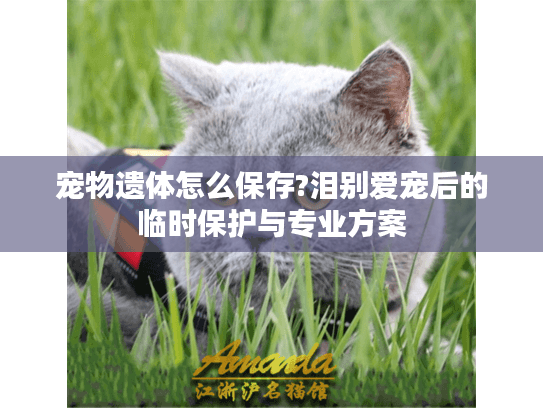 宠物遗体怎么保存?泪别爱宠后的临时保护与专业方案 宠物遗体怎么保存?泪别爱宠后的临时保护与专业方案